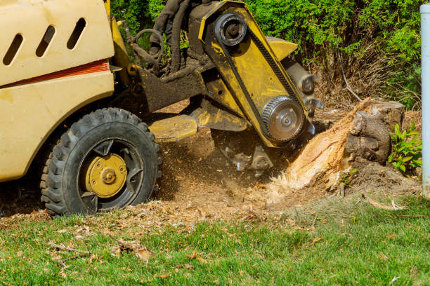 Best Tree Health Inspection  in Newport, WA