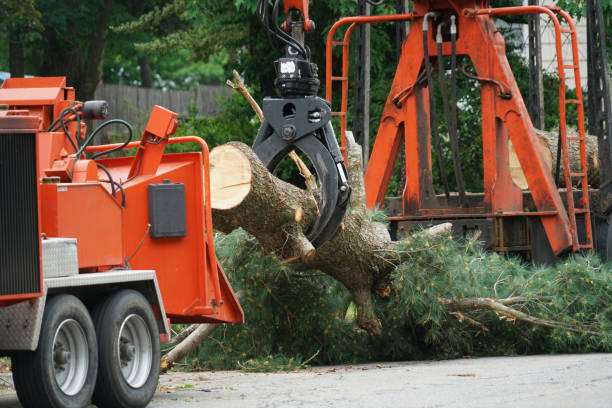Best Utility Line Clearance  in Newport, WA